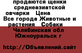 продаются щенки среднеазиатской овчарки › Цена ­ 30 000 - Все города Животные и растения » Собаки   . Челябинская обл.,Южноуральск г.